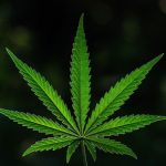 10 Biggest Cannabis Stocks in the US and Canada