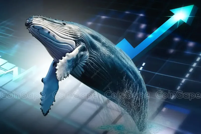 Surging Crypto Whale Activity in January 2025: What This Means for Altcoin Investors